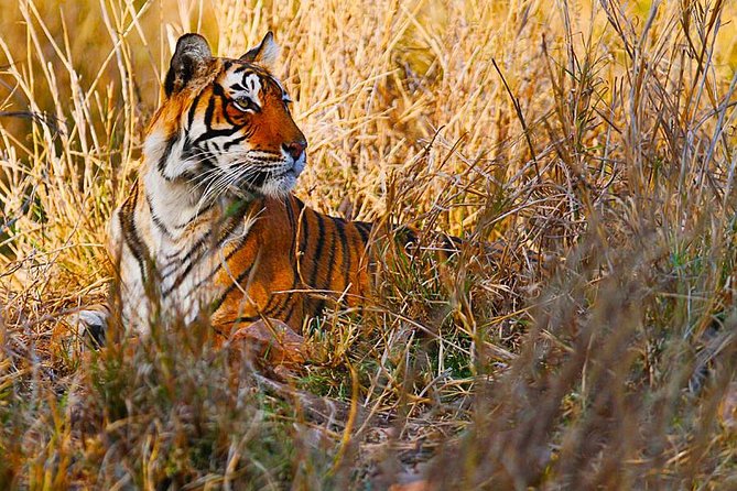 Golden Triangle Tour With Ranthambore From Delhi - Itinerary Highlights