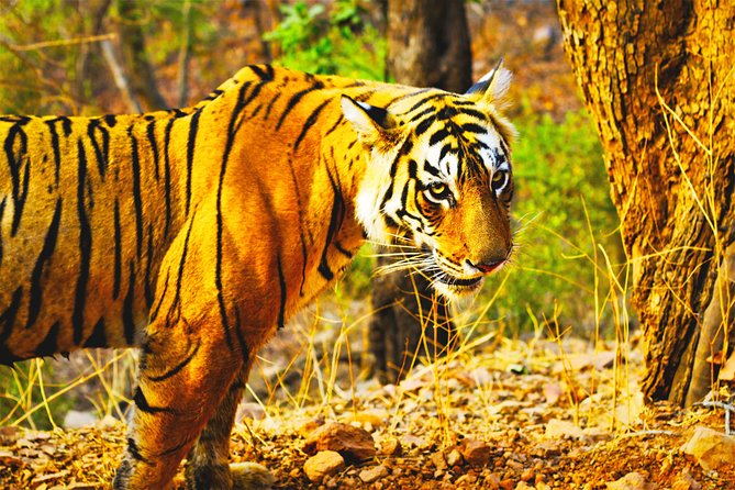 Golden Triangle Tour With Ranthambore From Delhi - Customer Reviews