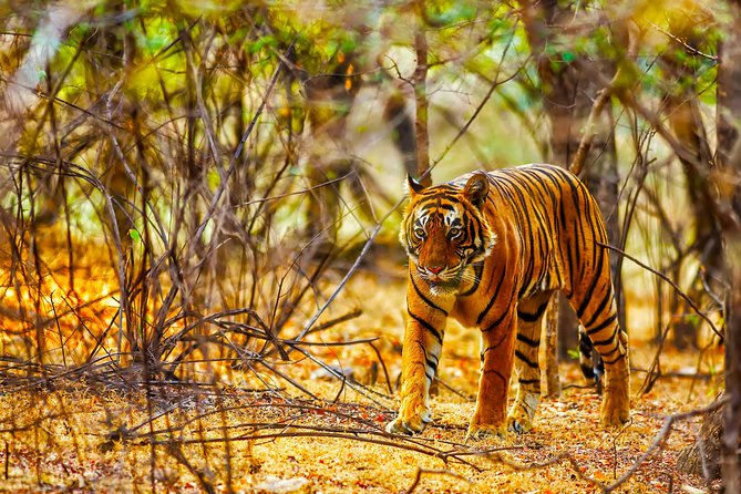 Golden Triangle Tour With Ranthambore From Delhi - The Sum Up