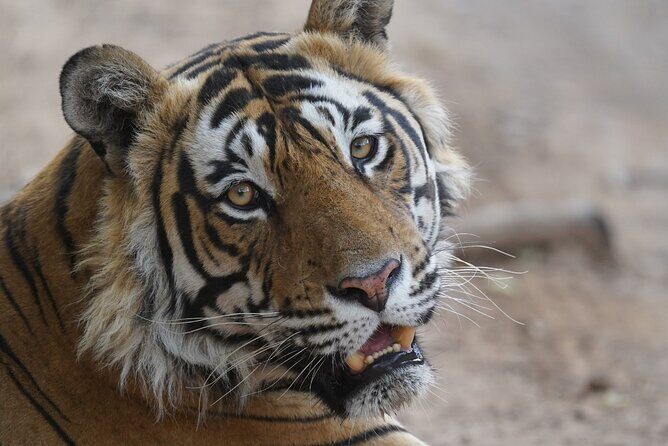 Golden Triangle Tour with Ranthambore Tiger Safari 4 Days by Car - Good To Know