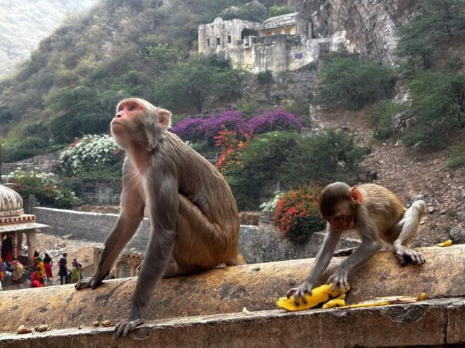 Golden Triangle Tour With Rishikesh By Car 7 Nights / 8 Days - Inclusions and Accommodation Details