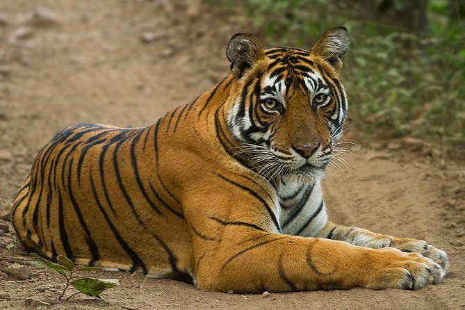 Golden Triangle With Tiger Safari (8 Days) - Transportation and Guides