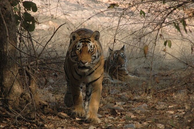 Golden Triangle With Tiger Safari (8 Days) - Traveler Expectations