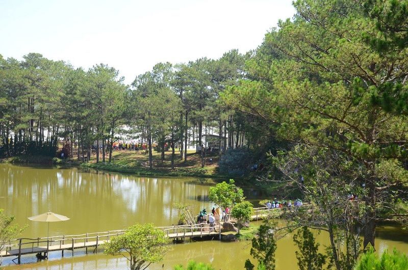Golden Valley Ticket in Da Lat - A pine forest break outside Da Lat