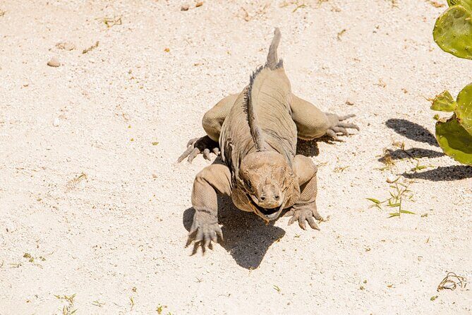 Golf Cart Eco Tour Half Day Tour - Value and Practicalities