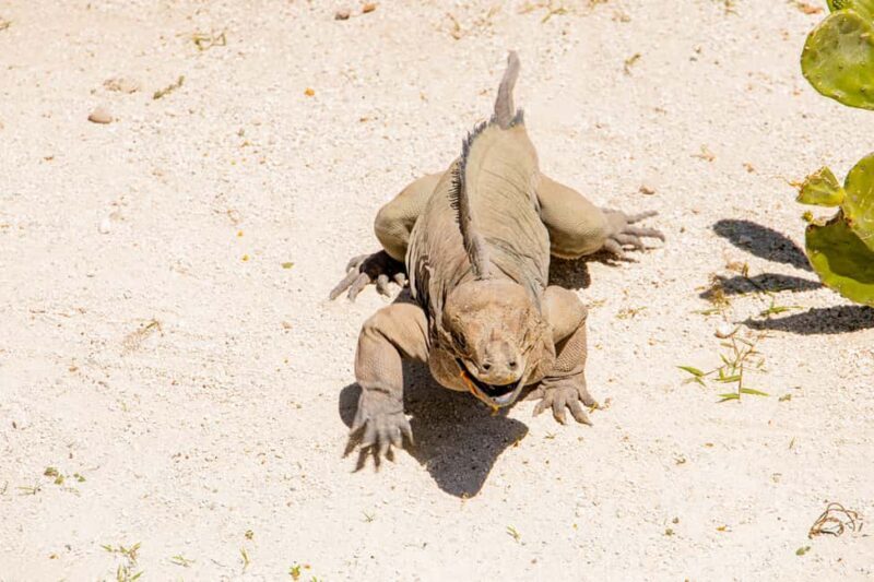 Golf Cart Eco Tour Half Day Tour - Transportation, Timing, and Group Size  