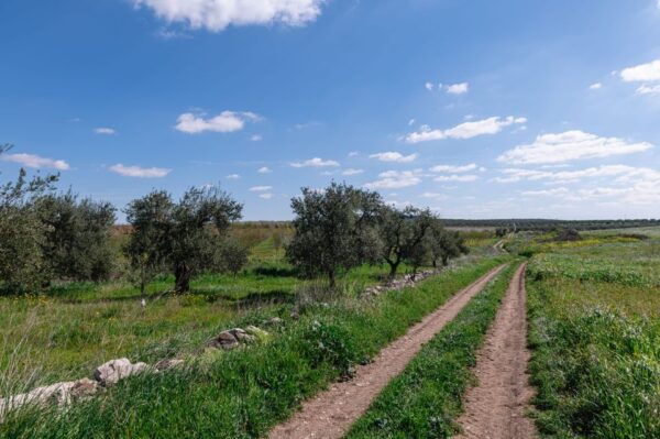 Golf Cart Tour and Aperitif in the Ancient Masseria - Languages and Accessibility