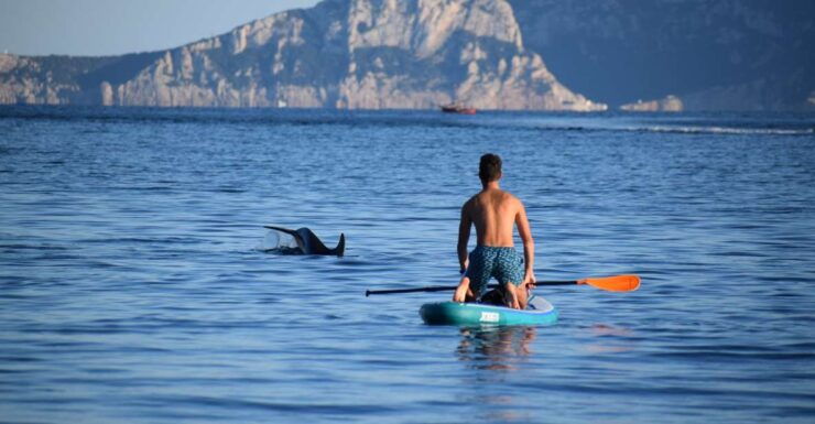 Golfo Aranci: Dolphin Watching SUP Paddleboard Tour - Tour Location and Price