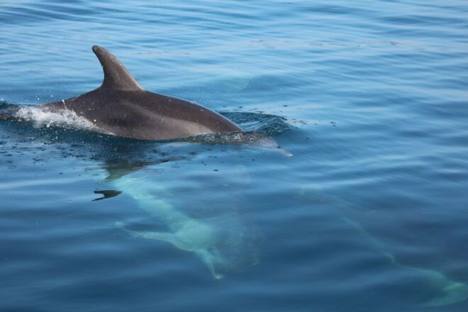 Golfo Aranci: Dolphin Watching SUP Paddleboard Tour - Tour Highlights and Description