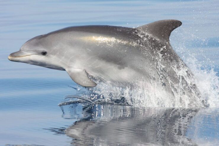 Golfo Aranci: Eco-Friendly Dolphin Watching Boat Trip - Activity Details