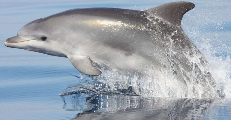 Golfo Aranci: Eco-Friendly Dolphin Watching Boat Trip - Experience