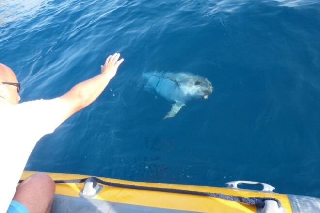 Golfo Aranci: Eco-Friendly Dolphin Watching Boat Trip - Review Summary