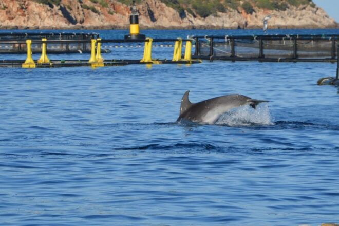 Golfo Aranci: Eco-Friendly Dolphin Watching Boat Trip - Additional Details