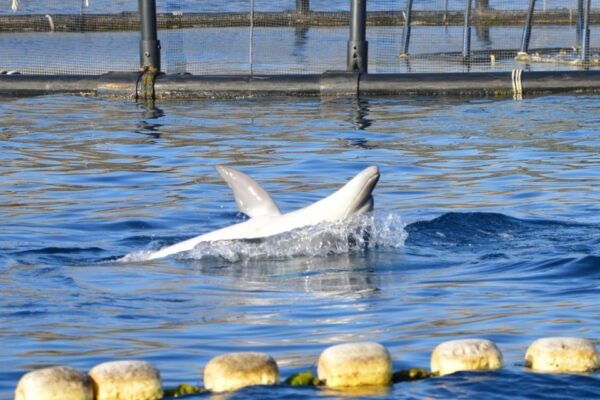 Golfo Aranci: Eco-Friendly Dolphin Watching Boat Trip - Directions