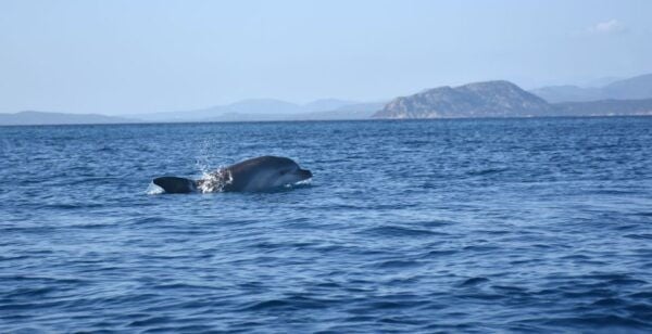 Golfo Aranci: Kayak Tour With Dolphins and Aperitif - Frequently Asked Questions