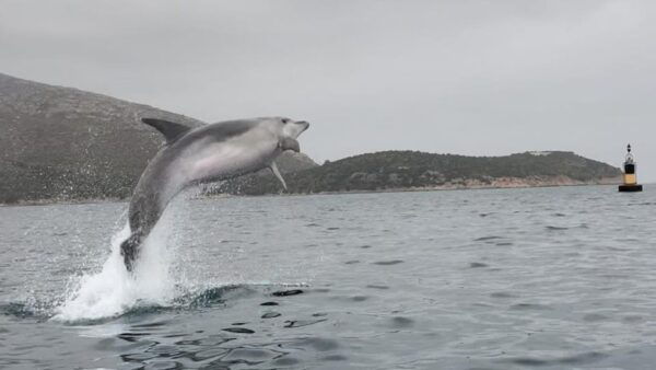 Golfo Aranci: Small Group Kayak Tour With Aperitif &Dolphins - Tour Meeting Point