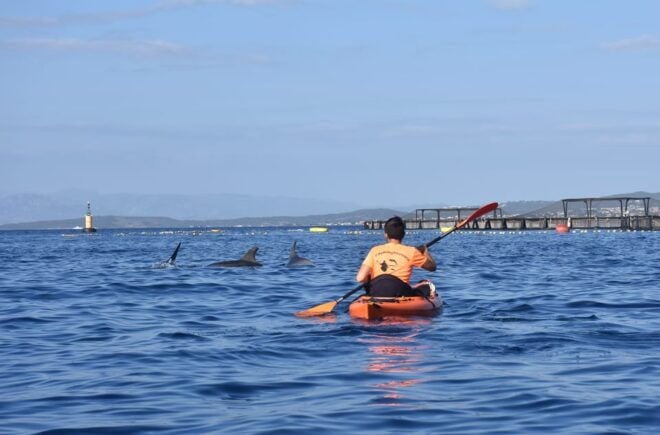 Golfo Aranci: Sunrise Dolphin Kayak Tour With Breakfast - Tour Inclusions