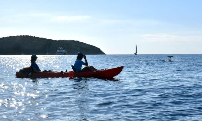 Golfo Aranci: Sunrise Dolphin Kayak Tour With Breakfast - Participant Requirements