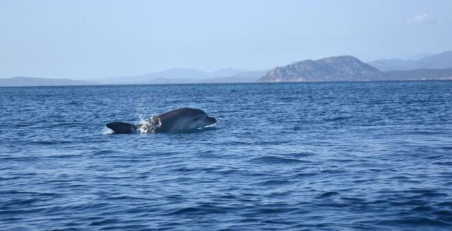 Golfo Aranci: Sunrise Dolphin Kayak Tour With Breakfast - Meeting Point