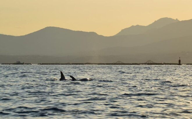 Golfo Aranci: Sunset Dolphin Kayak Tour With Aperitif - Spotting Dolphins in Their Natural Habitat