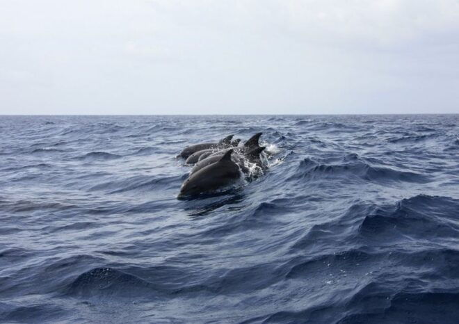 Golfo Aranci: Tavolara and Molara Snorkeling Dinghy Tour - What to Bring