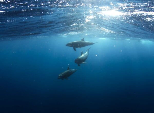 Golfo Aranci: Tavolara and Molara Snorkeling Dinghy Tour - Meeting Point