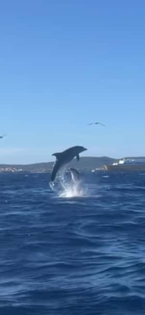 Golfo Aranci tour SUP Paddleboard Dolphin watching, aperitif - Initial Impressions & What We Love