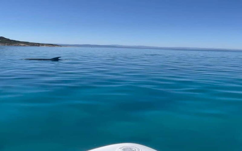 Golfo Aranci tour SUP Paddleboard Dolphin watching, aperitif - What’s Included & What’s Not