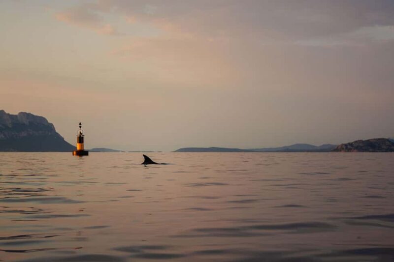 Golfo Aranci: traditional or transparent kayaks, dolphins, and aperitifs - Wildlife and snorkeling