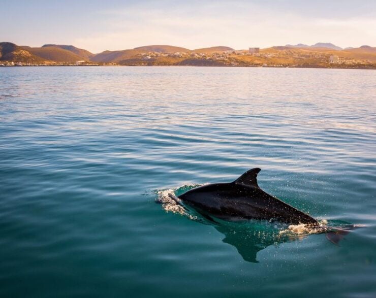 Golphin Bay: Rubber Boat Tour With Marine Biologist - Good To Know