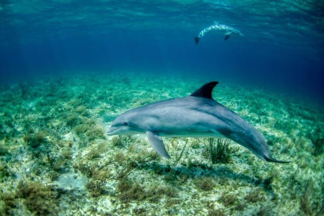 Golphin Bay: Rubber Boat Tour With Marine Biologist - Not Suitable For