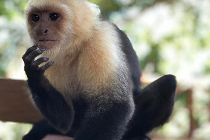 Goodmans Tour to the Sanctuary of Rescued Wild Animals - Captivating Wildlife Encounters