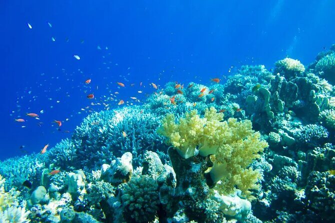 Gorgeous Contoy Adventure! Round Transportation from Cancun & Riviera Maya - Good To Know  