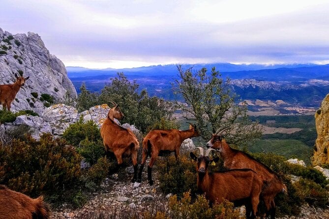Gorges Du Verdon and Lavender Fields Full Day Tour From Nice - The Sum Up