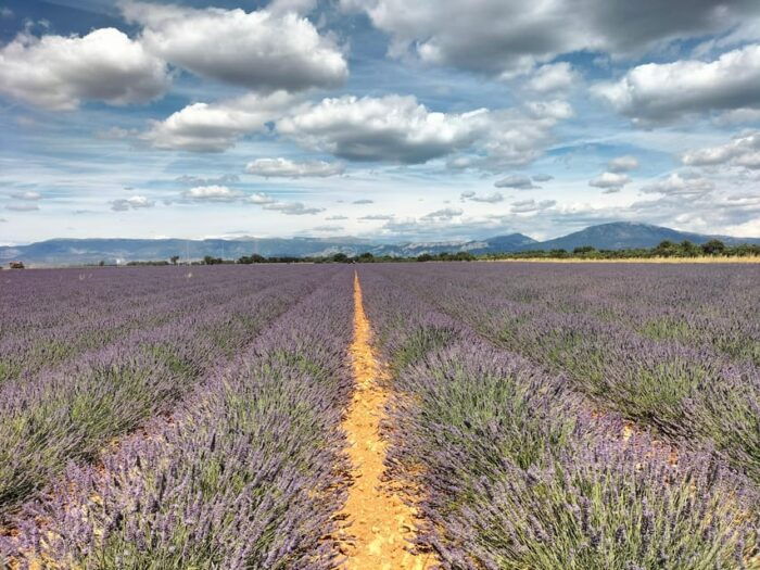 Gorges Du Verdon: Lavenders, Canyon Boat Picnic & Villages - Customer Reviews and Feedback