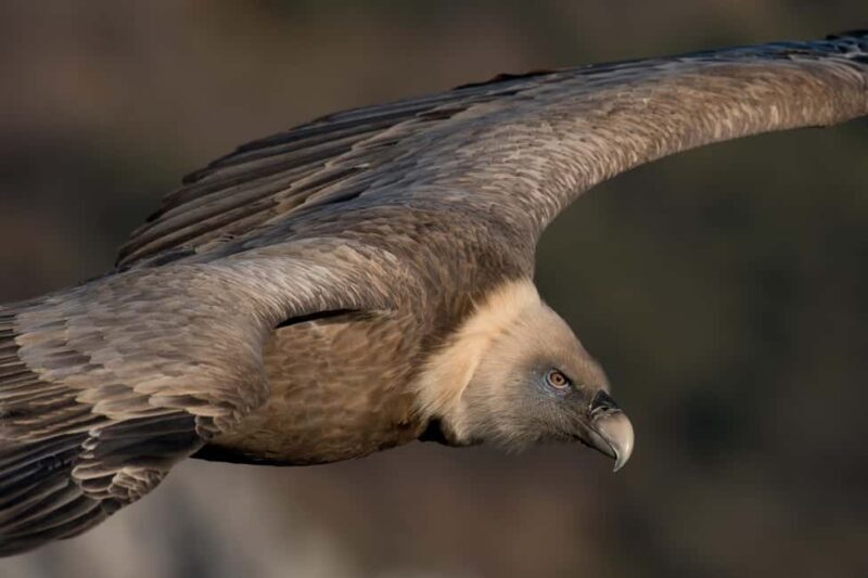 Gorges du Verdon: Watching vultures - Good To Know