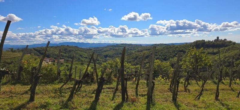 Gorika Brda: Wine Walk and Tasting - Good To Know