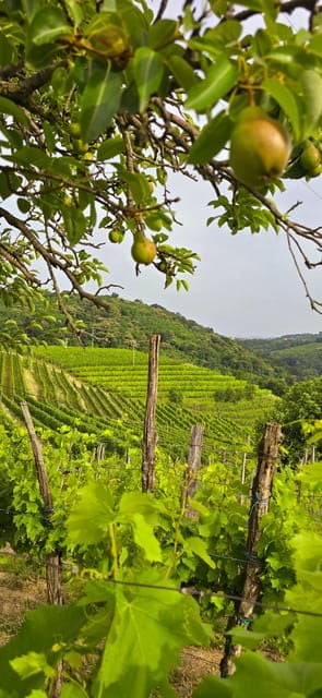 Gorika Brda: Wine Walk and Tasting - Tasting in the Vineyards: Savoring Wines and Local Flavors
