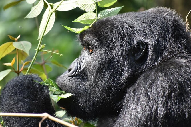 Gorilla & Chimpanzee Trekking in Uganda - 5 Days - Health and Safety Guidelines