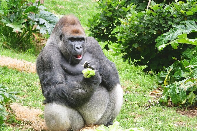 Gorilla Experience at Melbourne Zoo Excl. Entry. - Whats Included in the Gorilla Experience