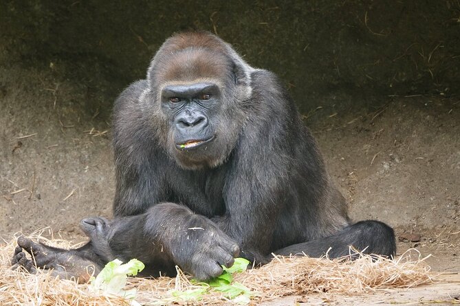 Gorilla Experience at Melbourne Zoo Excl. Entry. - Gorilla Experience Details