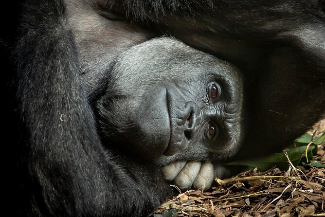 Gorilla Experience at Melbourne Zoo Excl. Entry. - General Admission Information