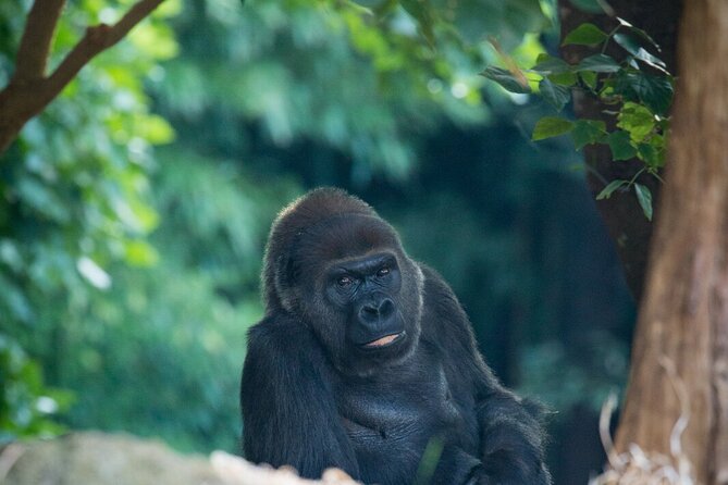 Gorilla Experience at Melbourne Zoo Excl. Entry. - Common Questions