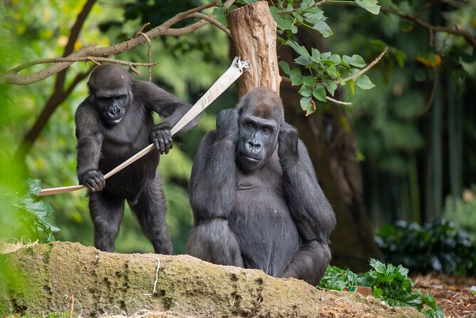Gorilla Experience at Melbourne Zoo Excl. Entry. - The Sum Up