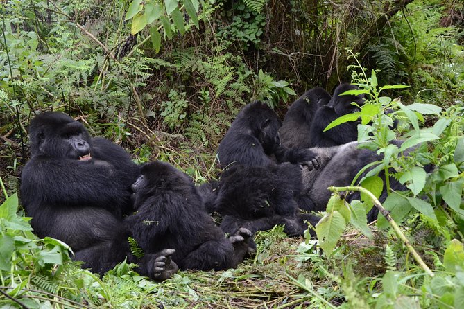 Gorilla Trekking - Good To Know
