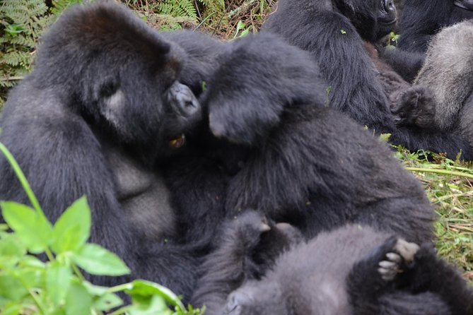 Gorilla Trekking - Location and Transportation Details