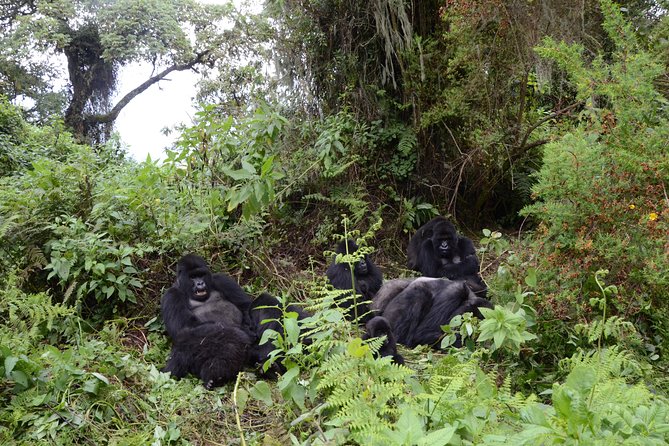Gorilla Trekking - Inclusions and Requirements