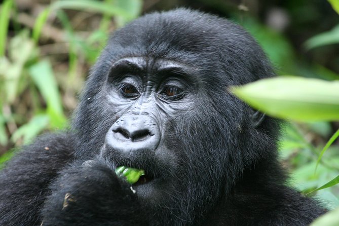 Gorilla Trekking - Important Accessibility Information