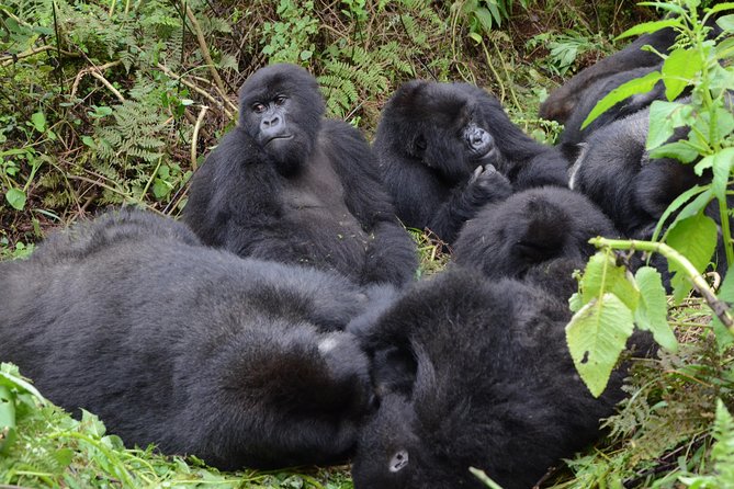 Gorilla Trekking - Weather Considerations and Tips