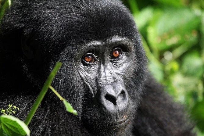 Gorilla Trekking Adventure - a Day Trip - Volcanoes National Park - Good To Know